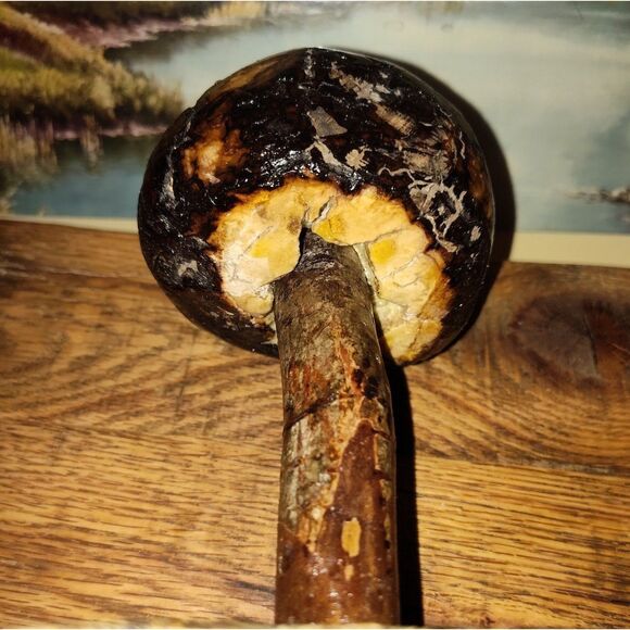 Handcrafted Mushroom/Tree Art Made from Small Live Oak Burl - Unique and Rustic - Picture 8 of 11